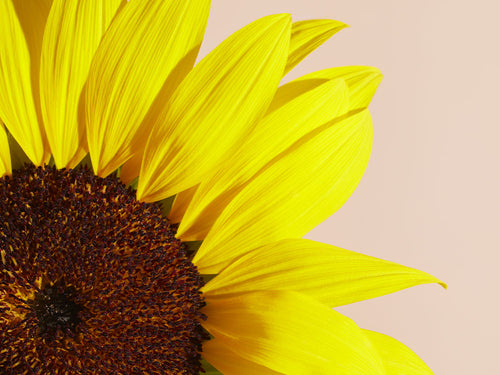 TOURNESOL_f92cd21c-8034-492c-ba76-c6d45f693eac - Mustela Multi-market - 1